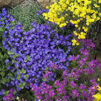 Outsidepride Cascade Blue Aubrieta Rock Cress Seeds - 1000 Pcs Perennial Flower Seeds, Easy to Grow, Low Maintenance, Cascading & Low Growing, for Baskets, Rock Walls, or Ground Covers