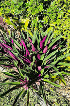 Ten Outdoor Live Plants Special- Oyster Plant Purple & Green - Grows to Medium Height Outdoor Plant- Young Small Plant