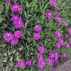 Purple Ice Plant Delosperma cooperi – Succulent Groundcover with Vibrant Purple Flowers, Drought Tolerant, Full Sun, Pet Safe, and Suitable for Containers and Gardens 1 Quart (Pack of 5)