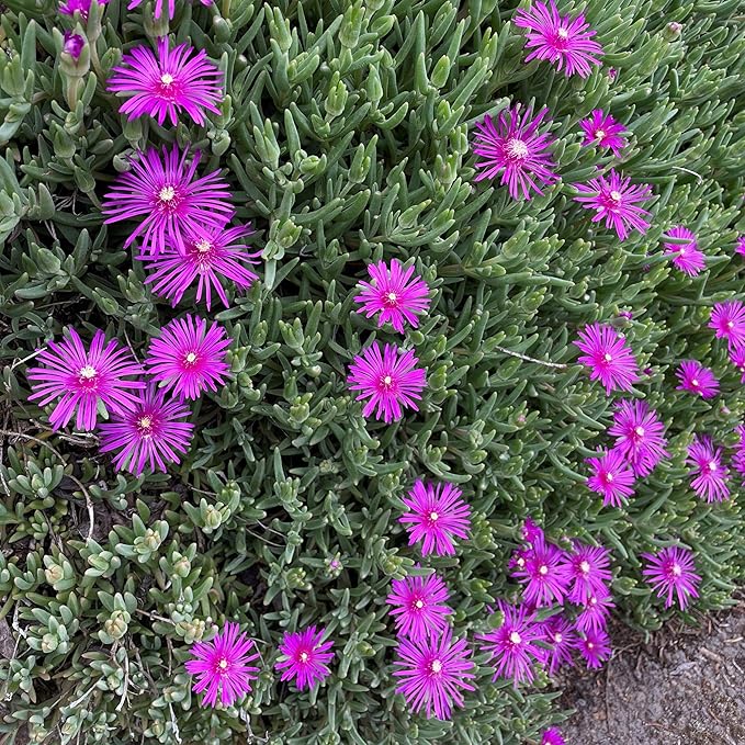 Purple Ice Plant Delosperma cooperi – Succulent Groundcover with Vibrant Purple Flowers, Drought Tolerant, Full Sun, Pet Safe, and Suitable for Containers and Gardens 1 Quart (Pack of 5)