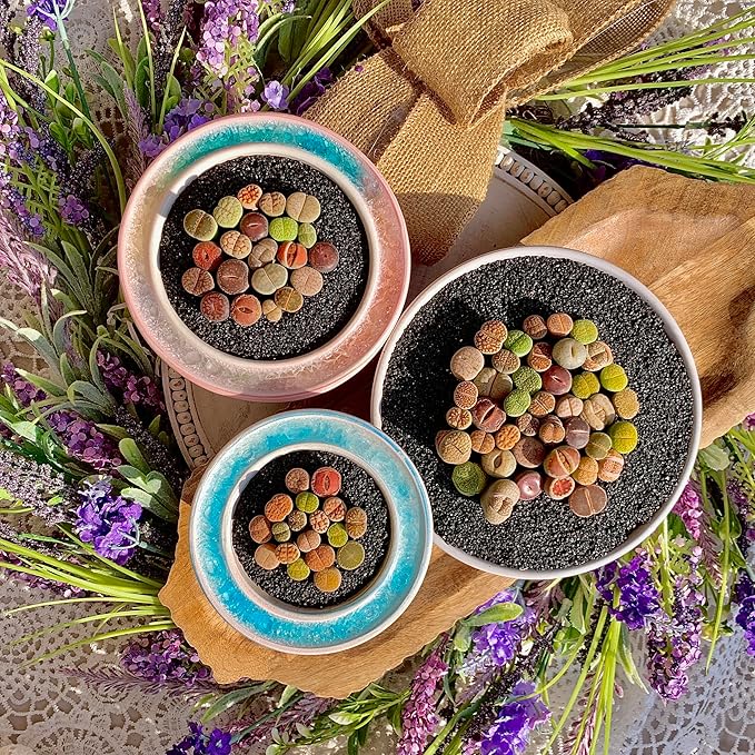 Lithops Succulent Plants Live – 0.6-0.8" 100 Pcs Rare Living Stones Mix, Succulents Bare Root Without Pot & Soil, Easy-Care Indoor Office Desk Decoration, Unique Plant Gifts for Succulent Lovers