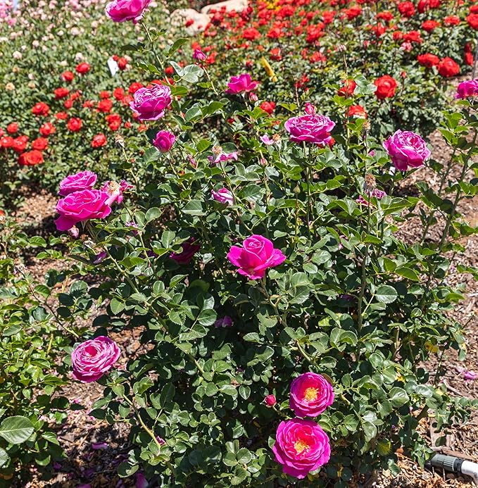Fresh Roses for Delivery Prime, Pink Rose Live Rose Bush Plants, Indoor Rose Plant Lover Gifts, Fresh Flowers for Delivery Prime, Potted Rose Plant Live Plants, Live Outdoor Plants by Plants for Pets