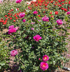 Fresh Roses for Delivery Prime, Pink Rose Live Rose Bush Plants, Indoor Rose Plant Lover Gifts, Fresh Flowers for Delivery Prime, Potted Rose Plant Live Plants, Live Outdoor Plants by Plants for Pets