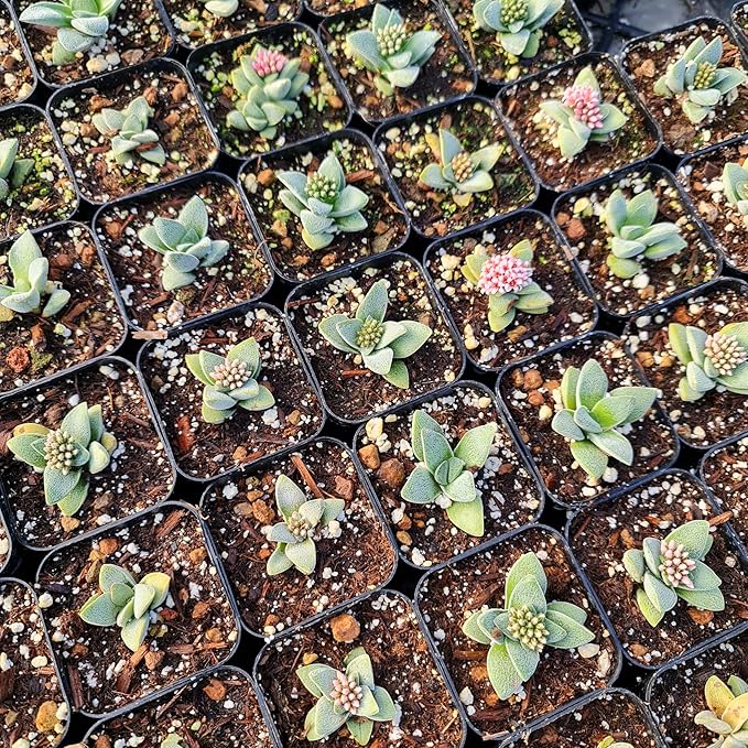 Live Cactus and Succulent Plants (2" Pot Crassula Morgan's Beauty)