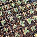 Live Cactus and Succulent Plants (2" Pot Crassula Morgan's Beauty)