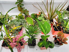 Terrarium & Fairy Garden Plants - 5 Plants in 2.5 (Is Approximately 4 to 6 Inches Height of the Plant)
