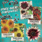 Seed Needs Sunflower Seeds for Planting Chocolate/Italian White Sunflowers - Heirloom & Open Pollinated Helianthus Seed Collection to Plant a Butterfly Garden (2 Packs)