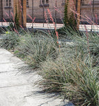 Live Succulents Plants Live Red Yucca Plant, Outdoor Plants Live Yucca Plants, Outdoor Yucca Plants Live Plants, Succulent Plants Live Outdoor Plants, Succulents Live Accent Plant by Plants for Pets