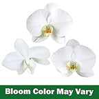 Large White Live Orchids Blooming in 5" Blue & White Orchid Pot, Pet Friendly Live Plant Gifts for Plant Lovers, Approx. 22"+ Tall, Real Houseplants, Phalaenopsis Moth Flowers by Plants for Pets